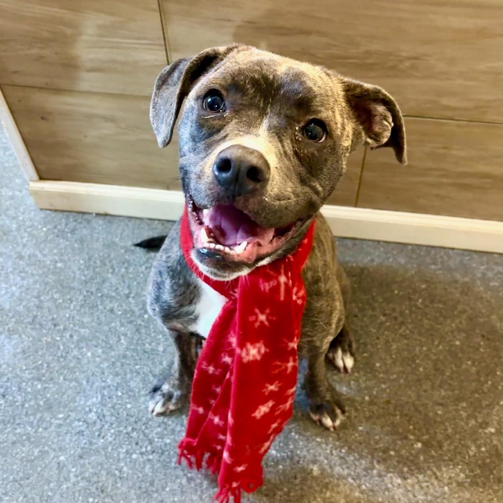 Enlarge Marinette, a Adoptable mixed breed in Metamora, MI image 1/6