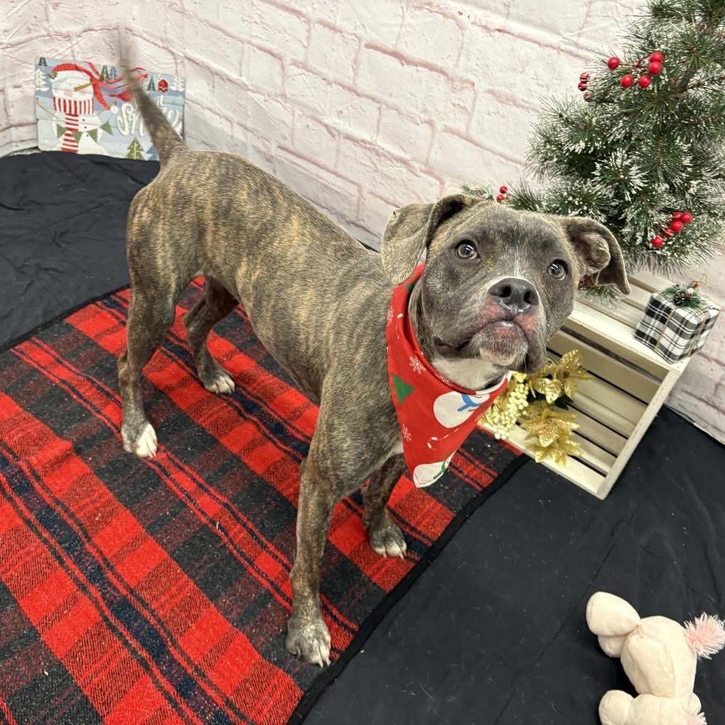 Enlarge Marinette, a Adoptable mixed breed in Metamora, MI image 5/6