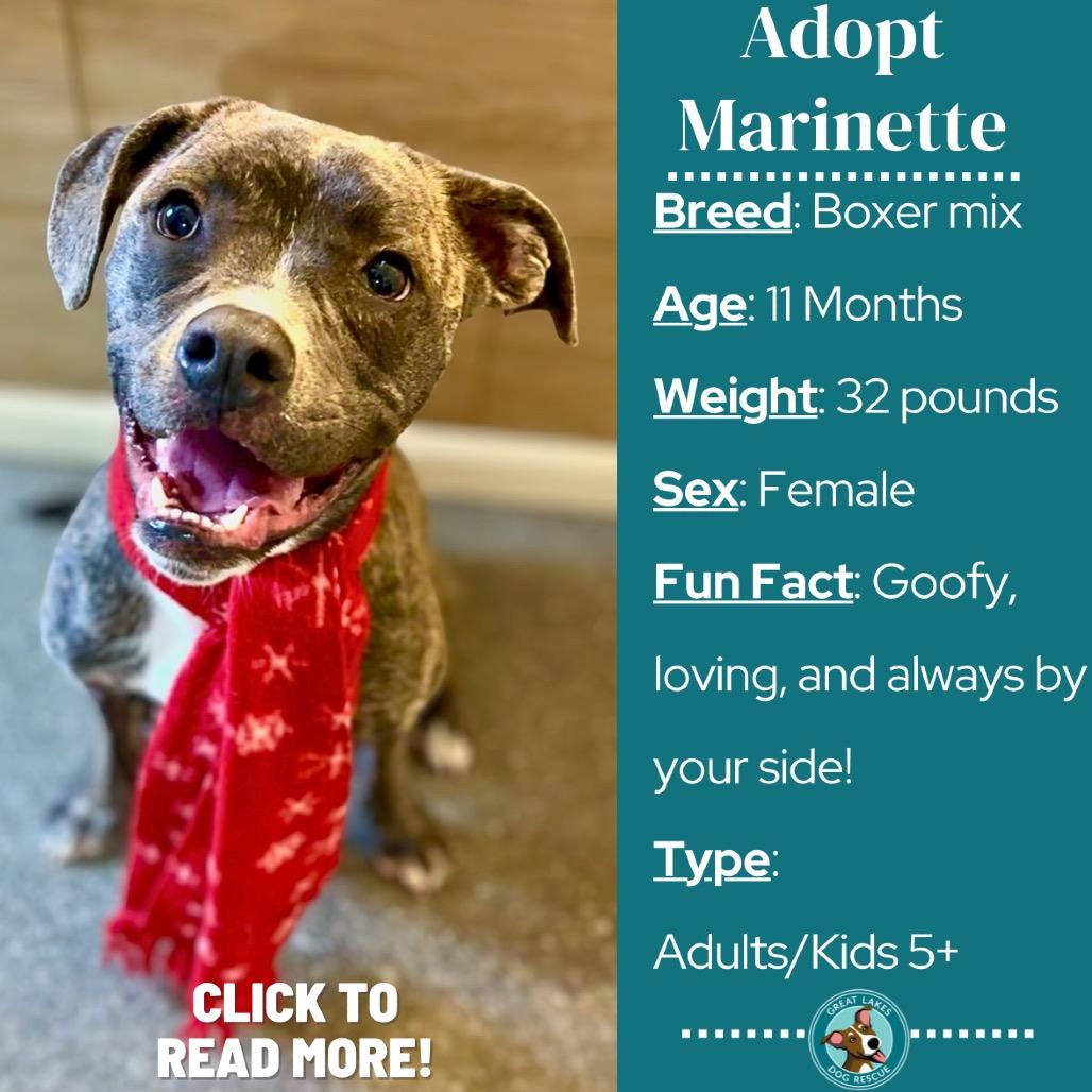 Enlarge Marinette, a Adoptable mixed breed in Metamora, MI image 6/6