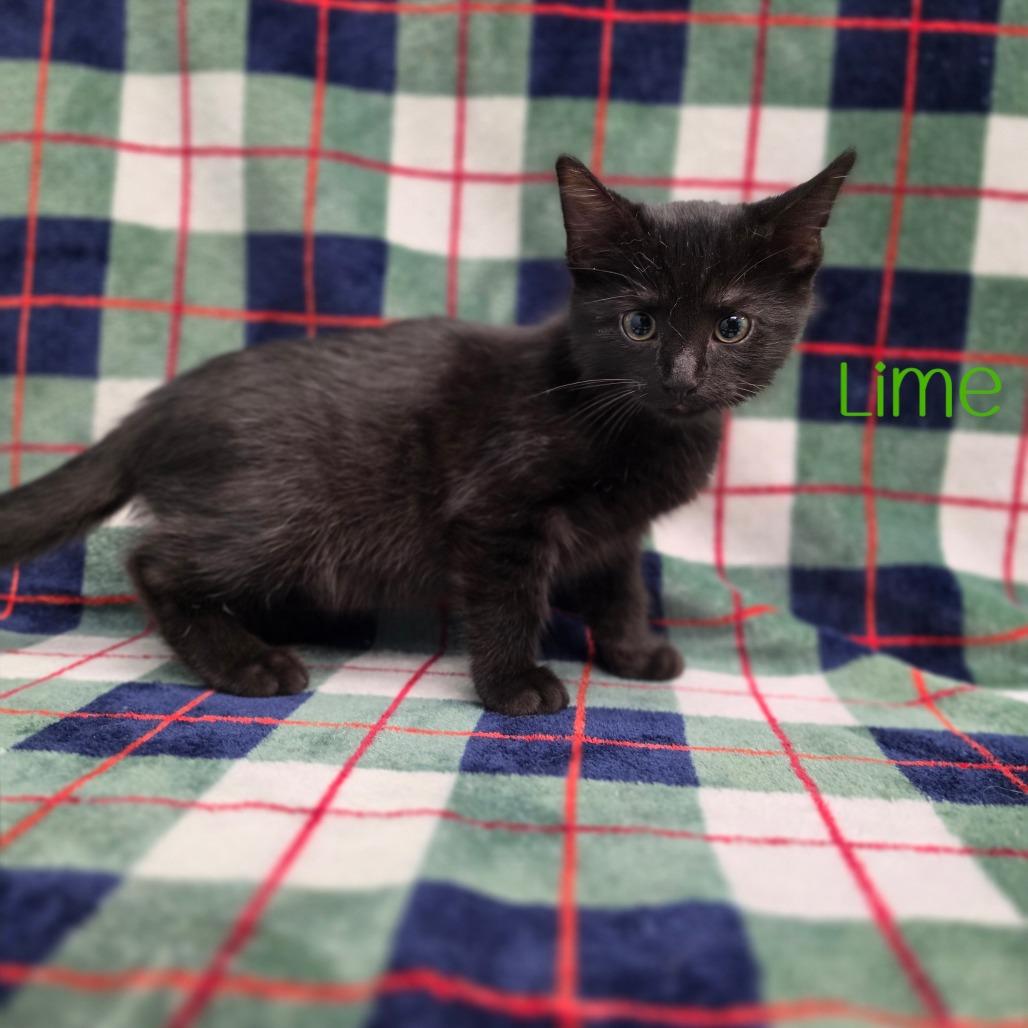Lime, Adoptable, Kitten Male Domestic Short Hair.
