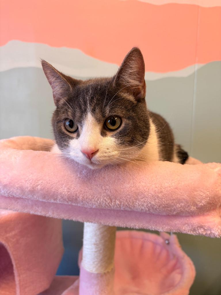 Finley, Adoptable, Young Male Domestic Short Hair.