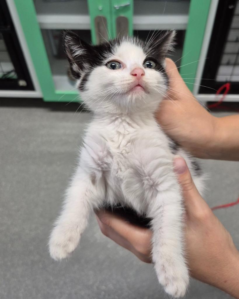 Min, Adoptable, Young Female Domestic Medium Hair.