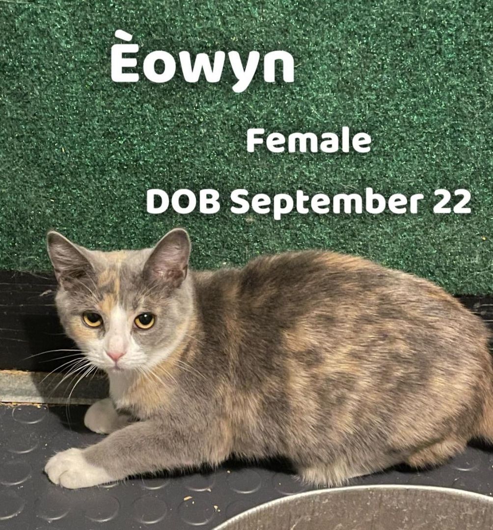 Eowyn, a Adoptable mixed breed in Las Cruces, NM image 3/3