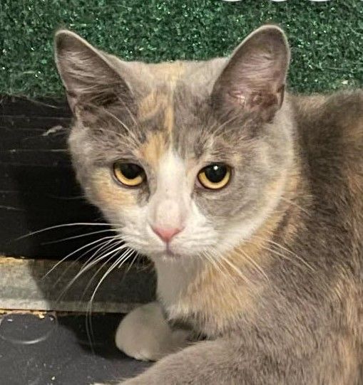 Eowyn, a Adoptable mixed breed in Las Cruces, NM image 1/3