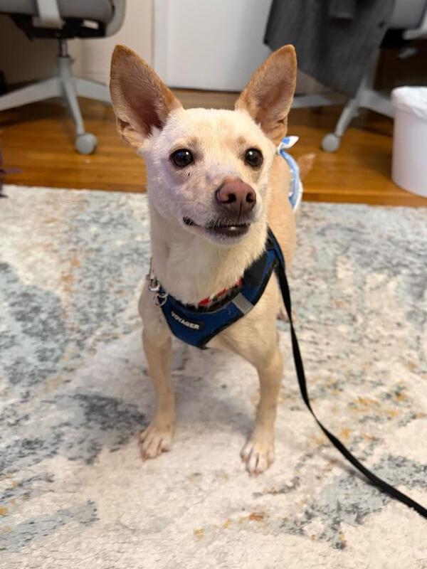 Gang-ee, a Adoptable mixed breed in Long Island City, NY image 1/6