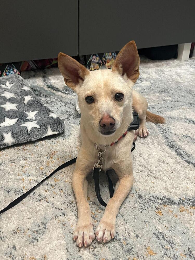 Gang-ee, Adoptable, Adult Male Jindo.