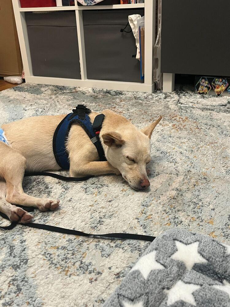 Gang-ee, a Adoptable mixed breed in Long Island City, NY image 3/6