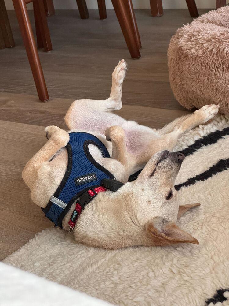 Enlarge Gang-ee, a Adoptable mixed breed in Long Island City, NY image 3/6