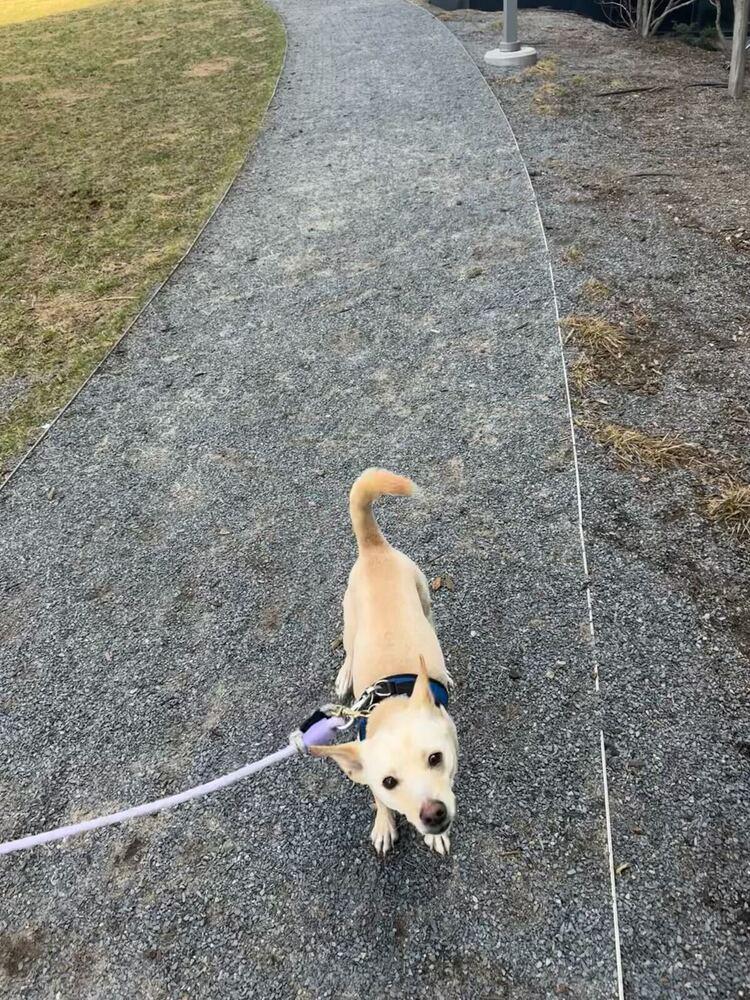 Enlarge Gang-ee, a Adoptable mixed breed in Long Island City, NY image 3/6