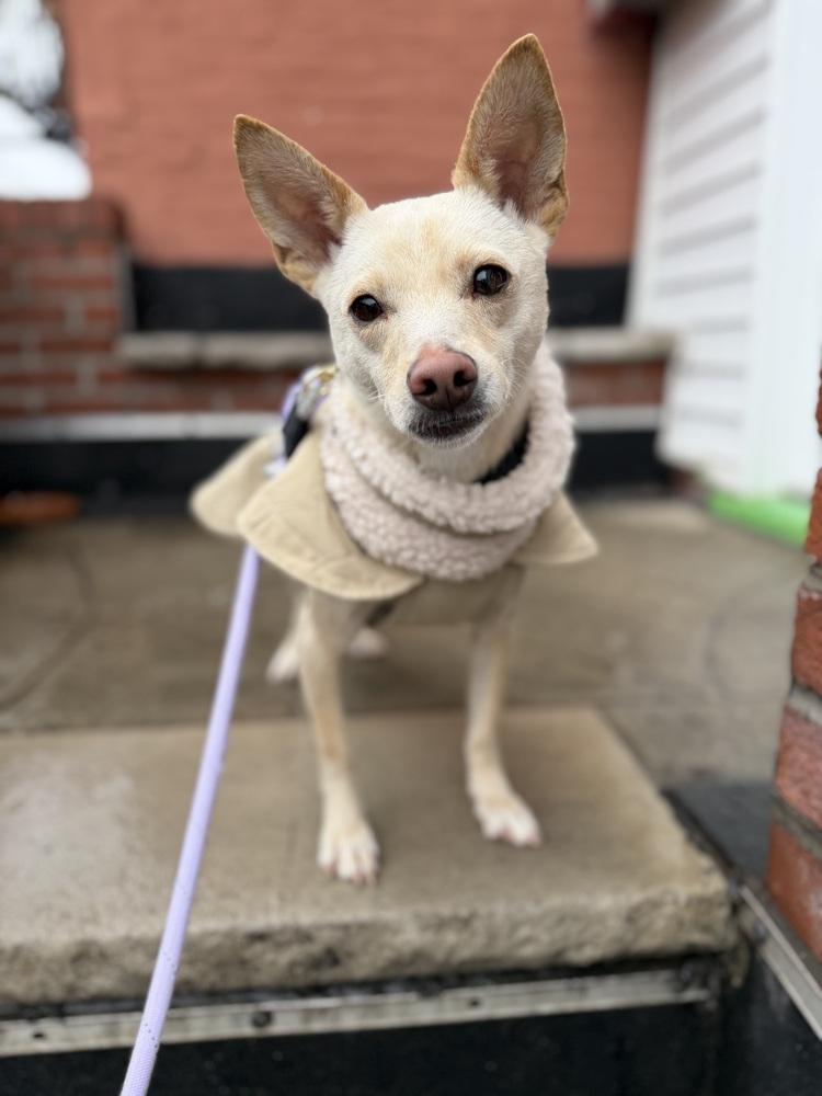 Gang-ee, a Adoptable mixed breed in Long Island City, NY image 4/6