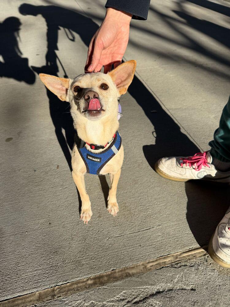 Enlarge Gang-ee, a Adoptable mixed breed in Long Island City, NY image 4/6