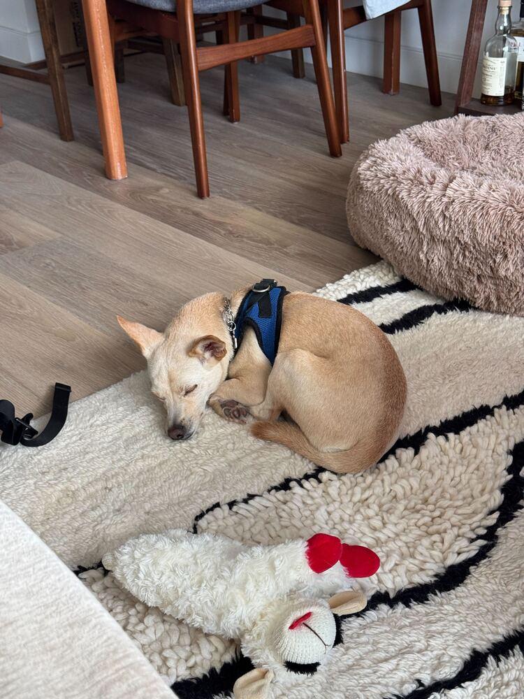 Enlarge Gang-ee, a Adoptable mixed breed in Long Island City, NY image 4/6