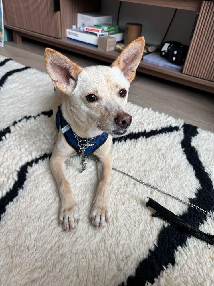 Enlarge Gang-ee, a Adoptable mixed breed in Long Island City, NY image 5/6