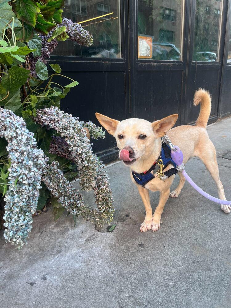 Gang-ee, a Adoptable mixed breed in Long Island City, NY image 5/6