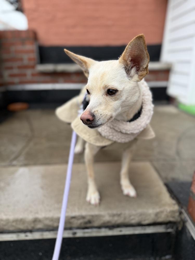 Gang-ee, a Adoptable mixed breed in Long Island City, NY image 6/6