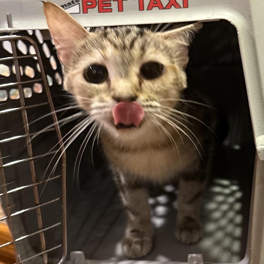 Mina, a Adoptable Domestic Short Hair in Hinesville, GA image 1/2