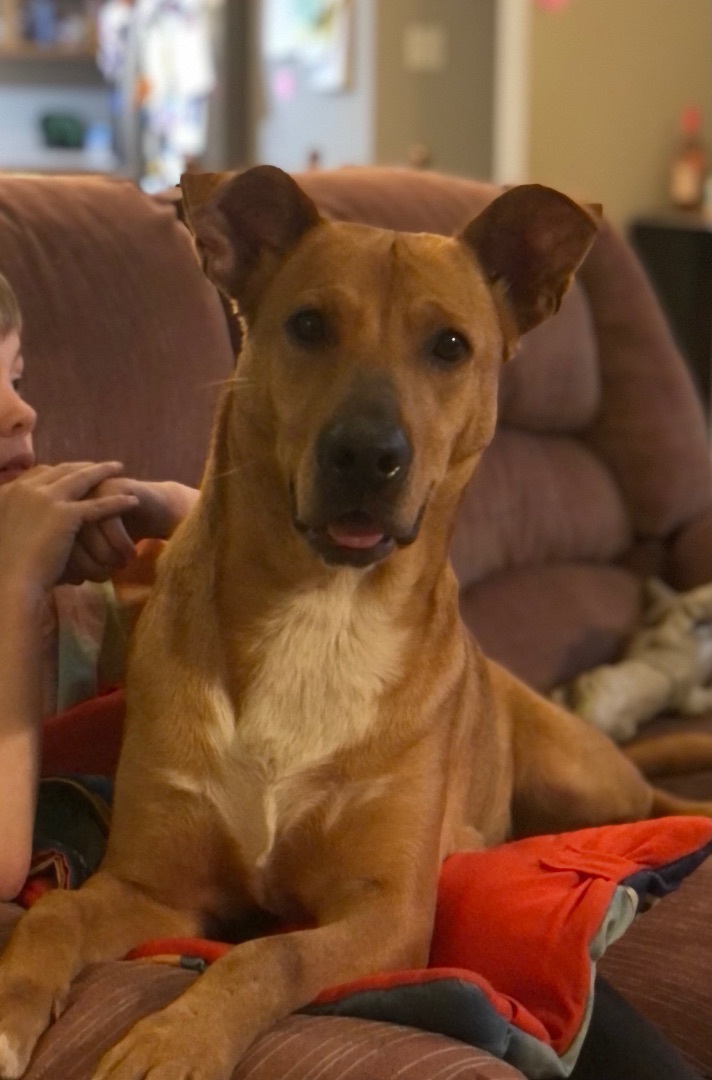 Roxy, Adult Female Shepherd