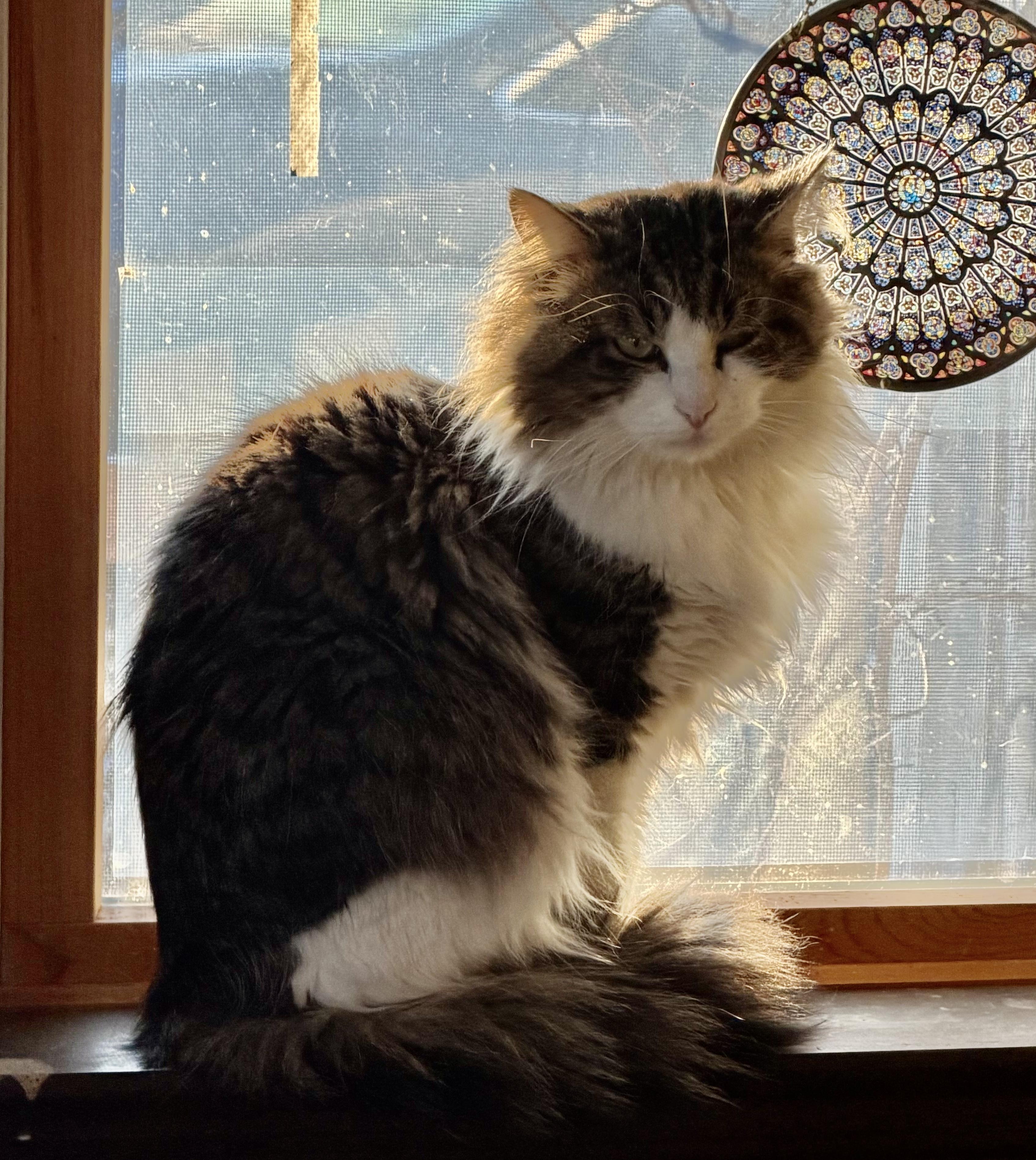 Enlarge COLIN, a ADOPTABLE mixed breed in Churchville, PA image 1/1