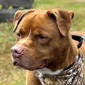 Enlarge Brutus, a ADOPTABLE mixed breed in Olean, NY image 1/1