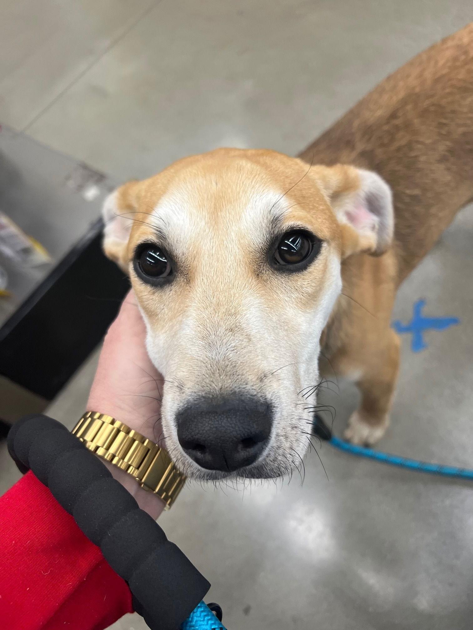 Daniel Boone thumbnail 2