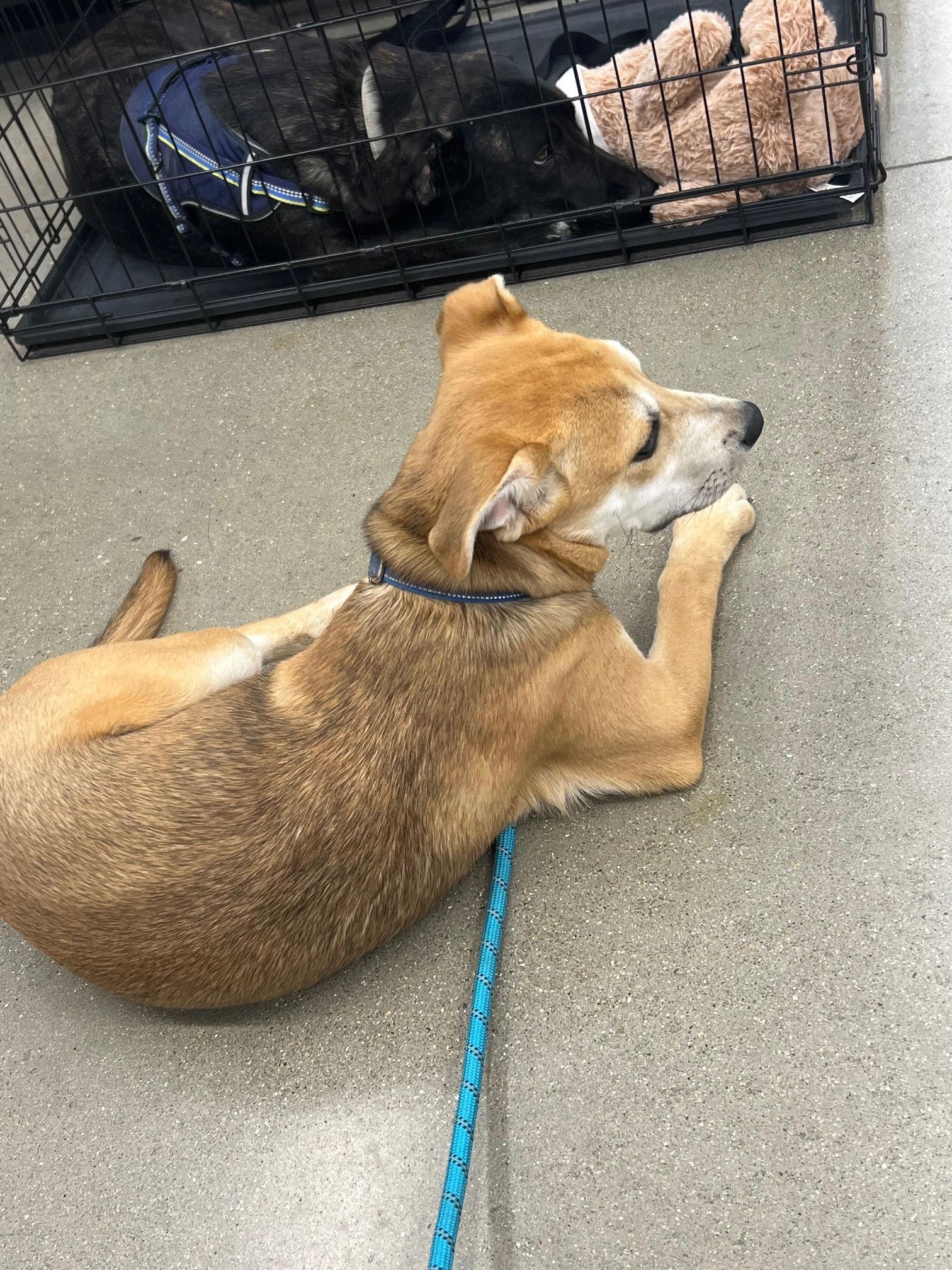 Daniel Boone thumbnail 3