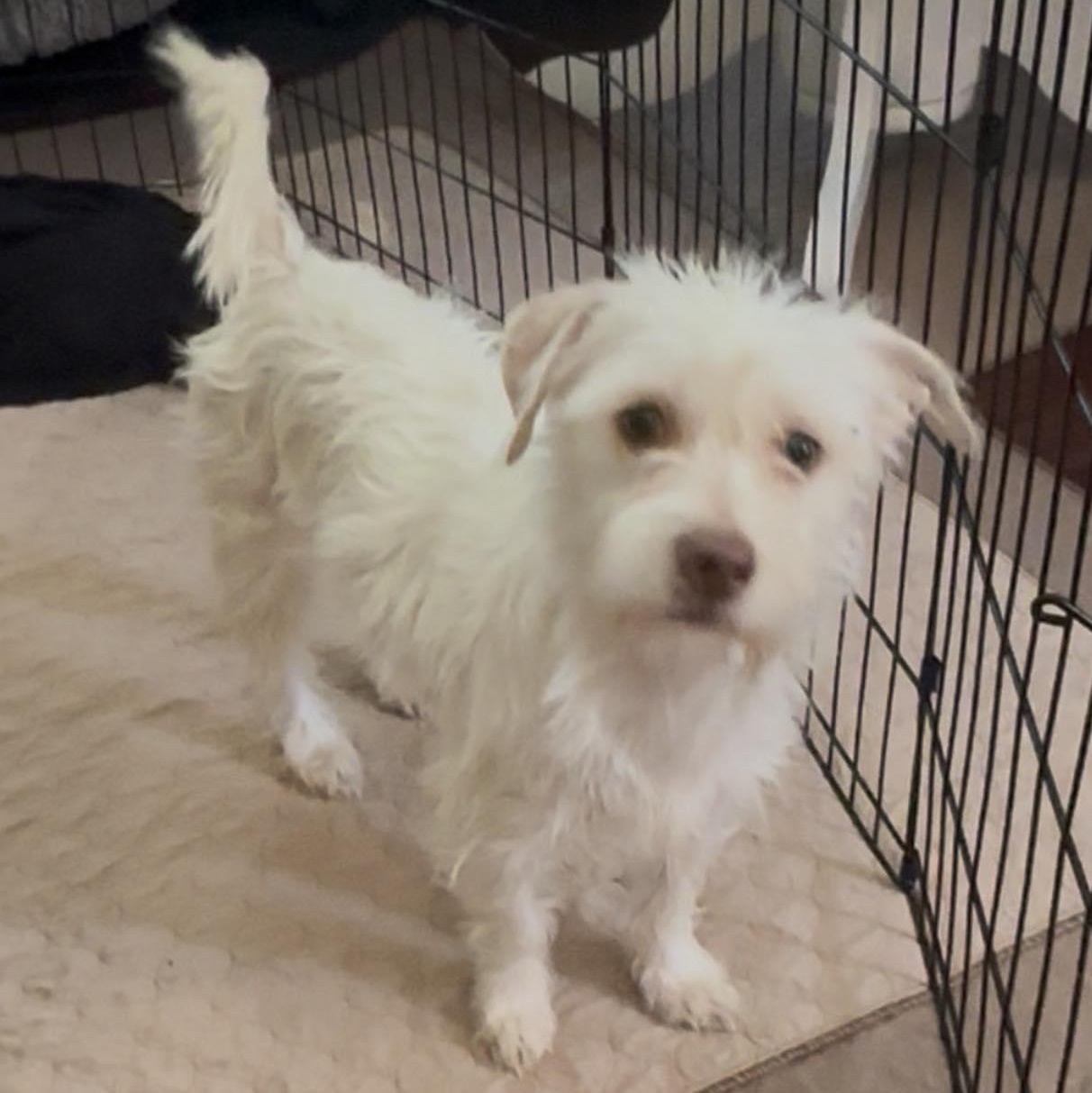 Enlarge Juniper Jolene "Juni", a Adoptable mixed breed in Tracy, CA image 3/5