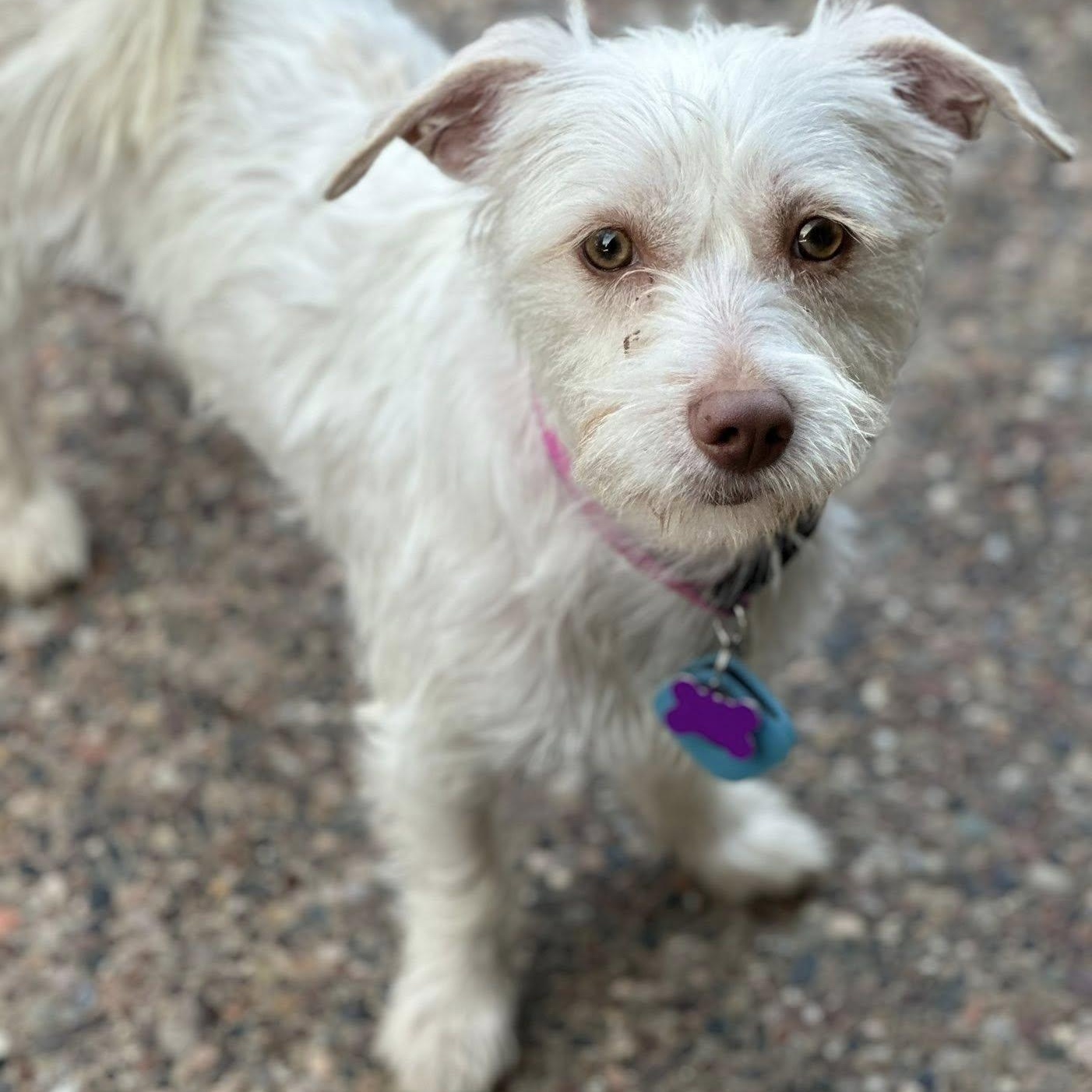 Enlarge Juniper Jolene "Juni", a Adoptable mixed breed in Tracy, CA image 4/5