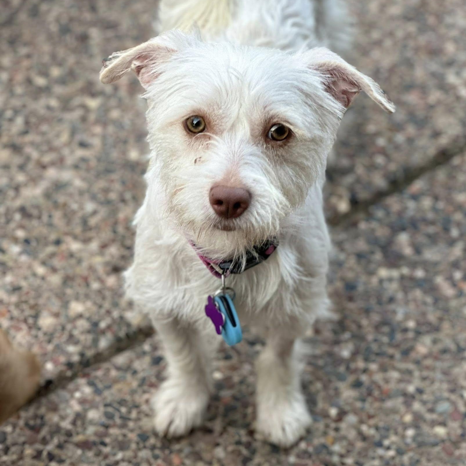 Enlarge Juniper Jolene "Juni", a Adoptable mixed breed in Tracy, CA image 2/5