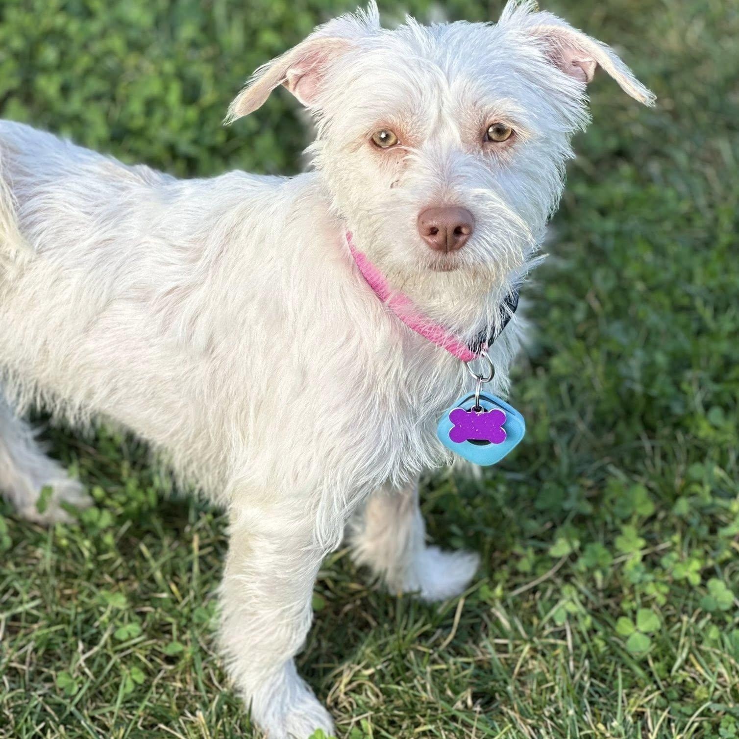 Juniper Jolene "Juni", Adoptable, Young Female Cairn Terrier & Maltese.