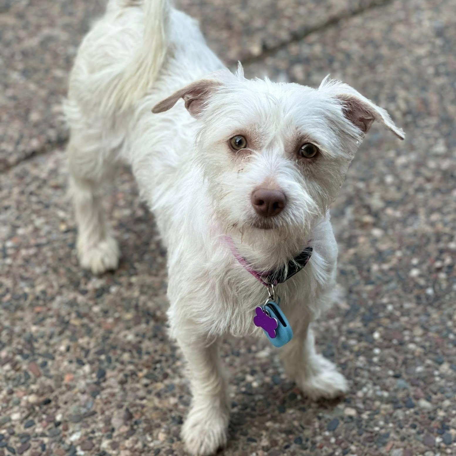 Enlarge Juniper Jolene "Juni", a Adoptable mixed breed in Tracy, CA image 5/5