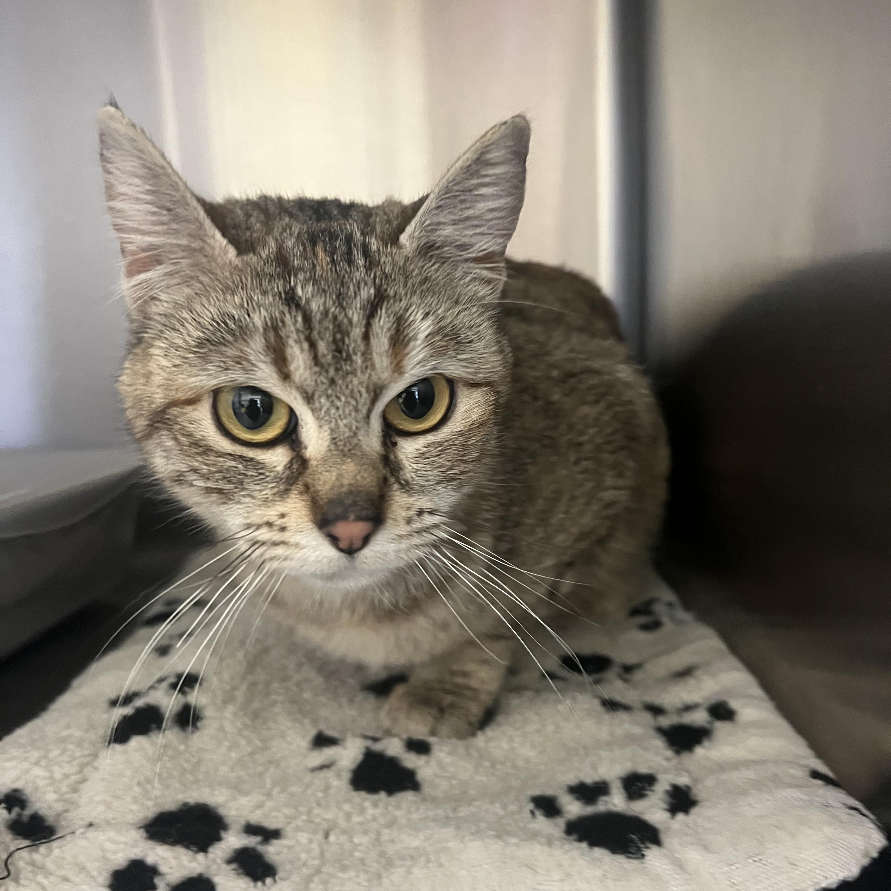 Kiri, ADOPTABLE, Young Female Domestic Short Hair.