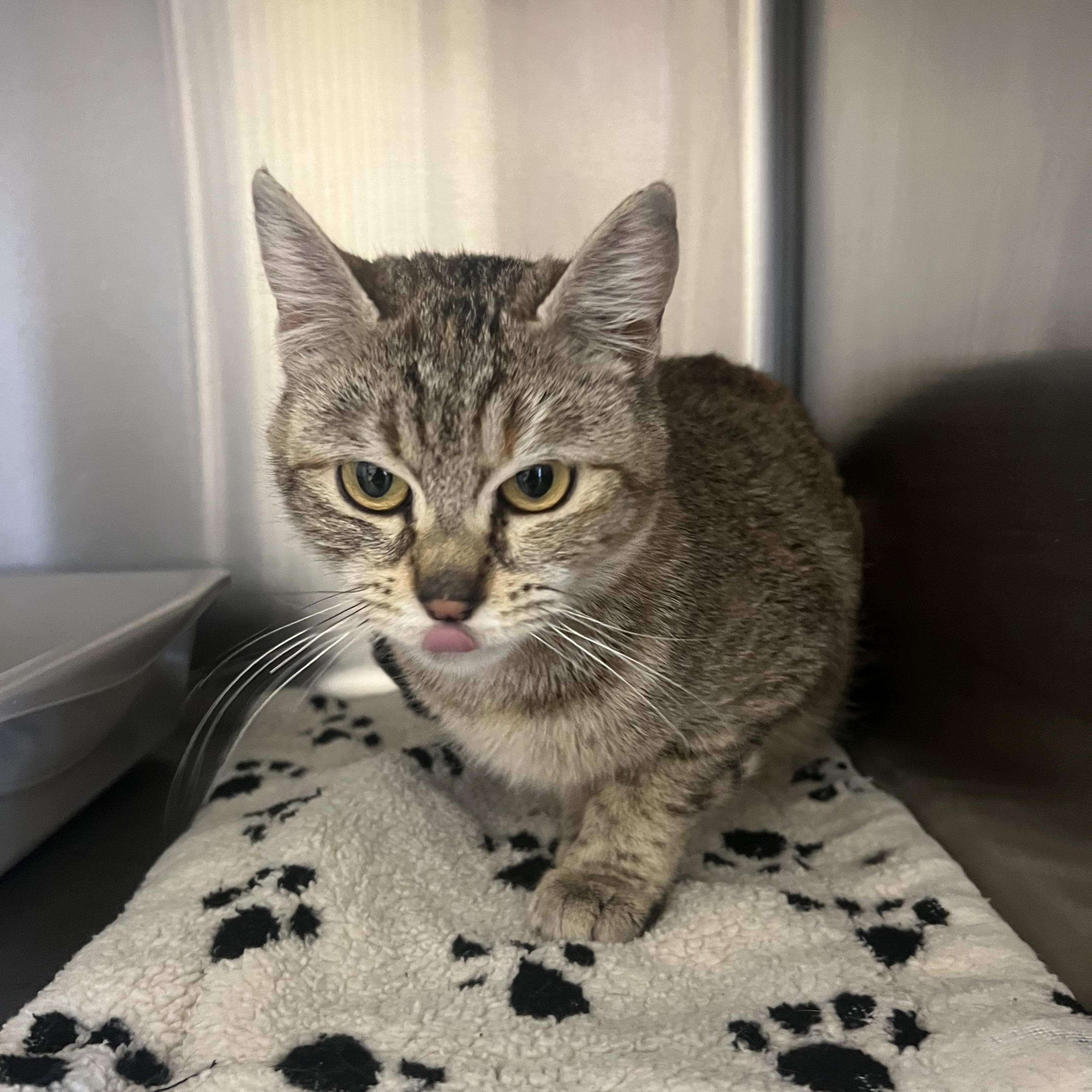 Enlarge Kiri, a ADOPTABLE Domestic Short Hair in Spokane, WA image 2/2