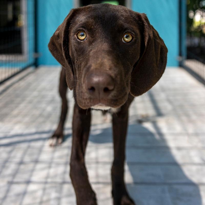 Enlarge Cranberry, a Adoptable mixed breed in Bradenton, FL image 1/1