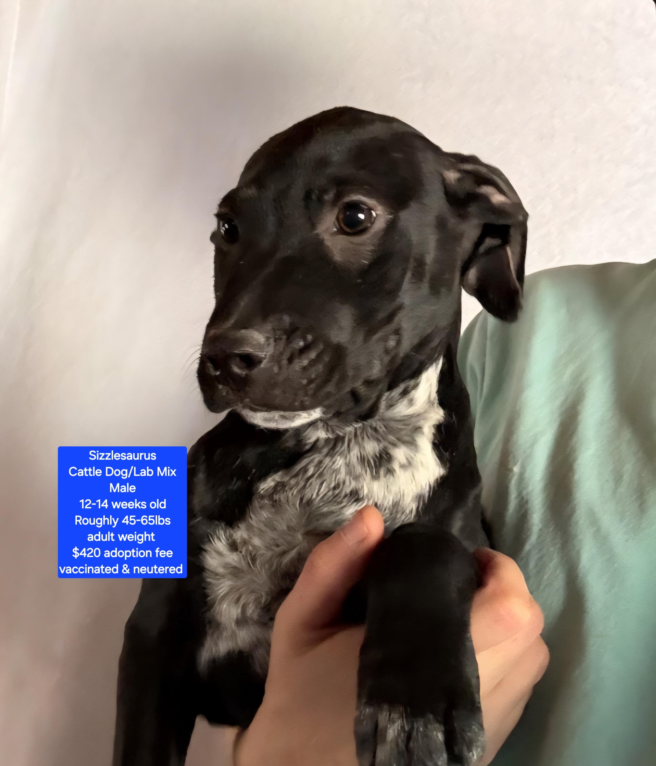 Sizzlesaurus, ADOPTABLE, Puppy Male Cattle Dog & Labrador Retriever.