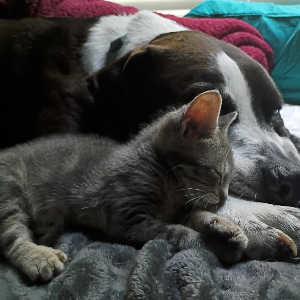 Cora, Adoptable, Kitten Female Domestic Short Hair.