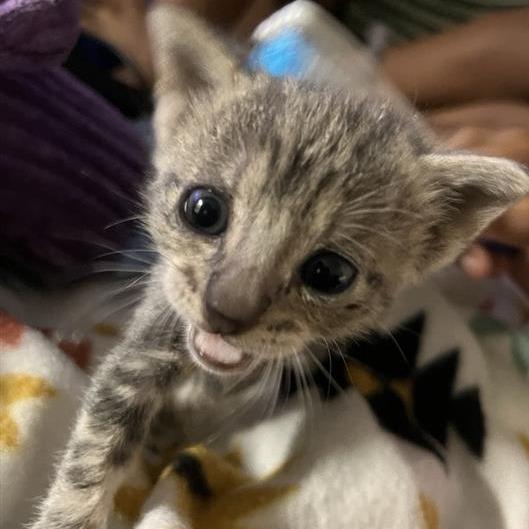 Enlarge Cora, a Adoptable Domestic Short Hair in Houston, TX image 2/2