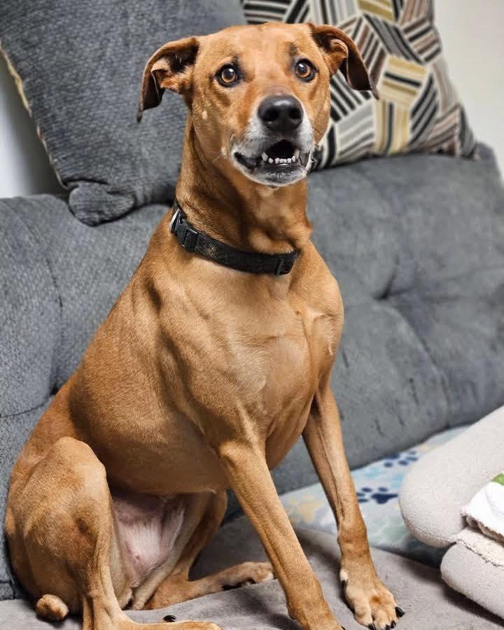 Sol, ADOPTABLE, Adult Female Labrador Retriever.