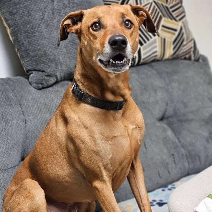 Enlarge Sol, a ADOPTABLE mixed breed in Broken Arrow, OK image 2/5