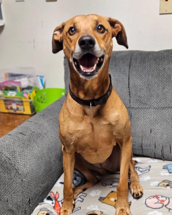 Sol, a ADOPTABLE mixed breed in Broken Arrow, OK image 2/4