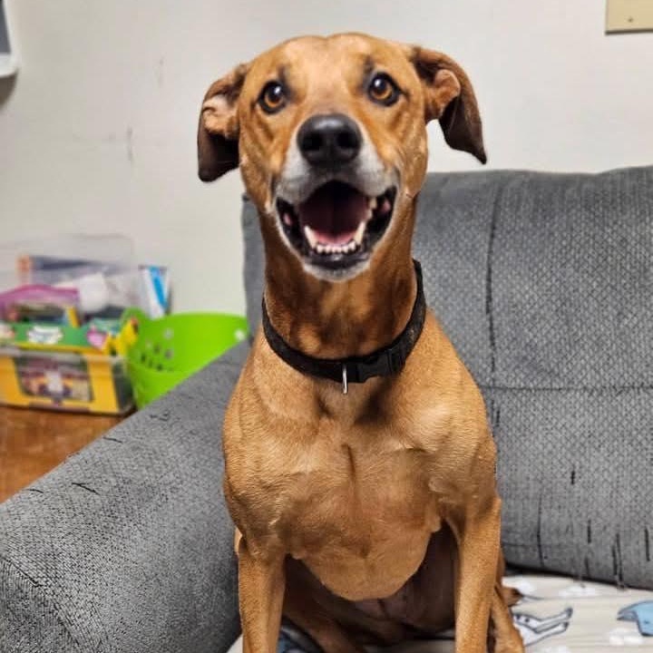 Enlarge Sol, a ADOPTABLE mixed breed in Broken Arrow, OK image 3/5
