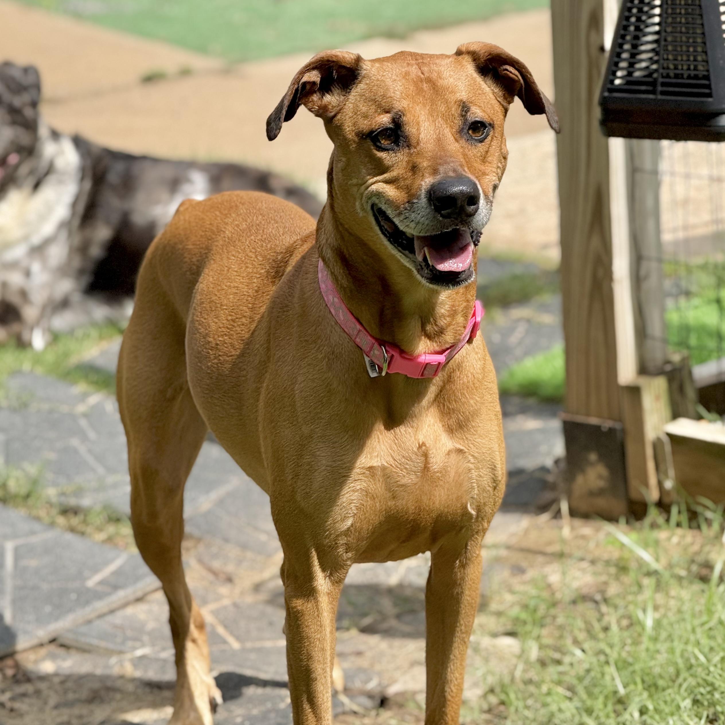 Enlarge Sol, a ADOPTABLE mixed breed in Broken Arrow, OK image 4/5