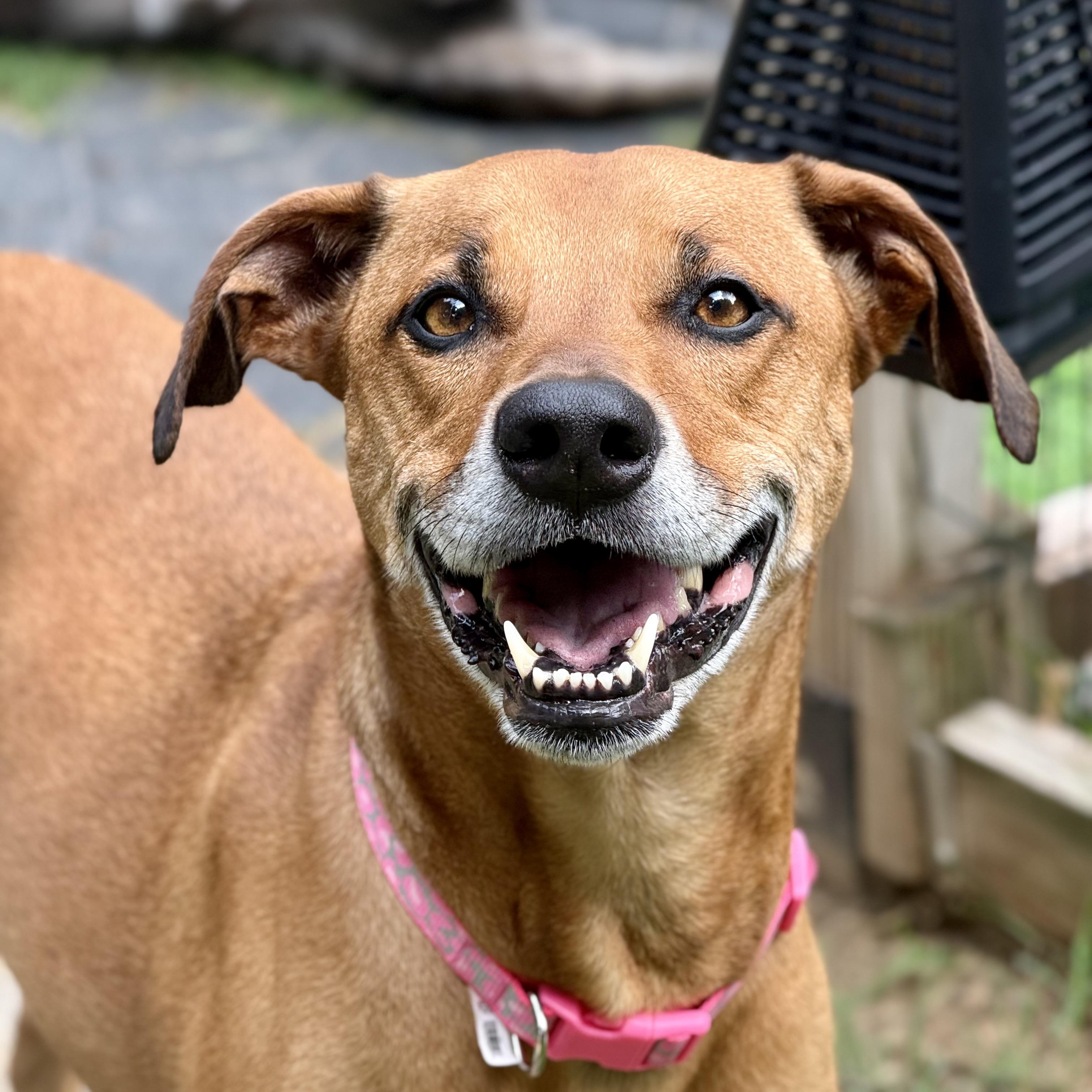 Enlarge Sol, a ADOPTABLE mixed breed in Broken Arrow, OK image 1/5
