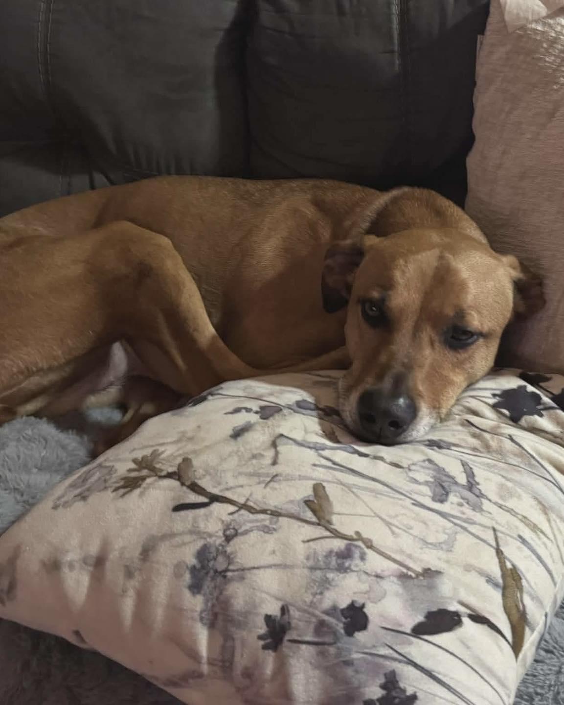 Sol, a ADOPTABLE mixed breed in Broken Arrow, OK image 3/4