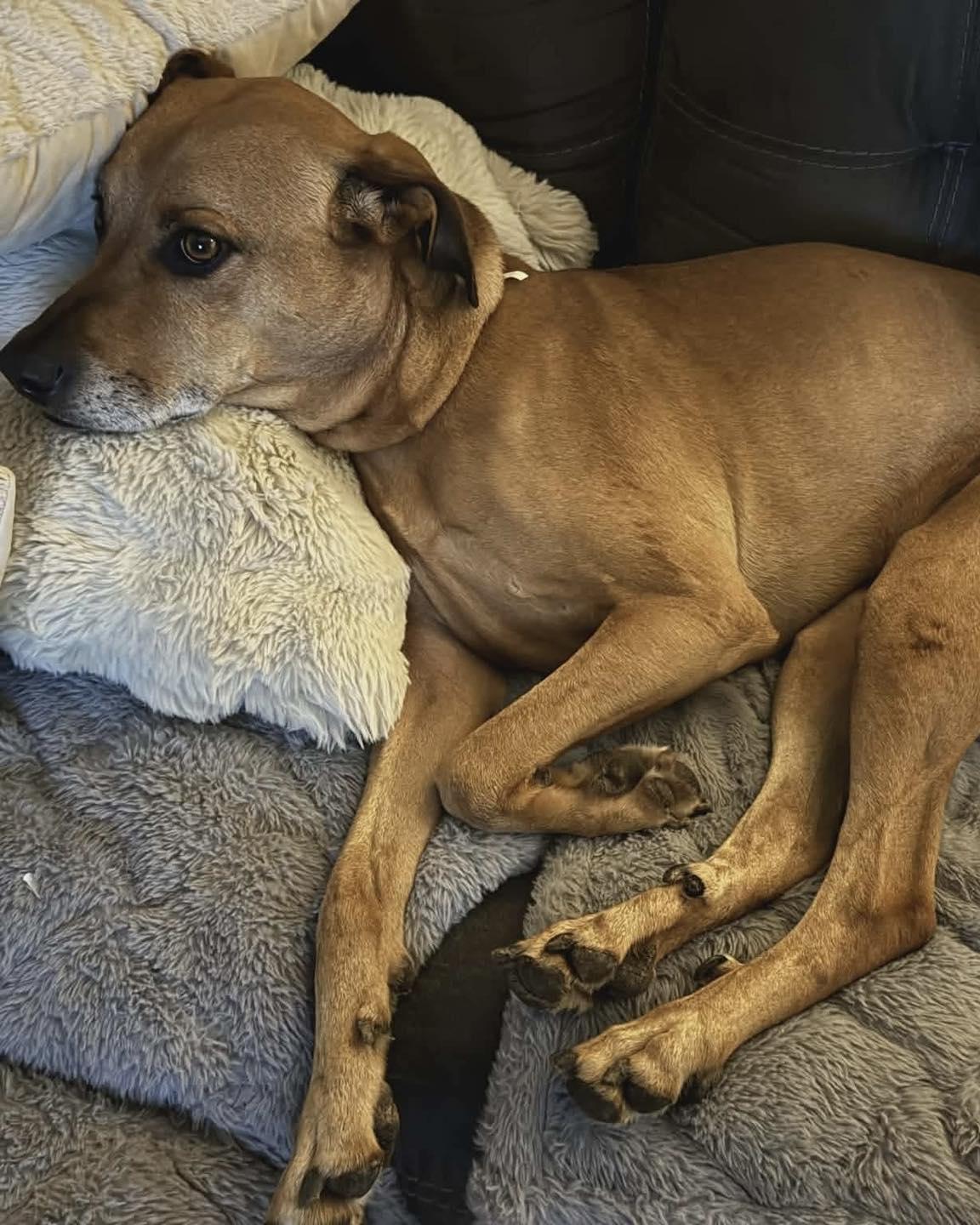Sol, a ADOPTABLE mixed breed in Broken Arrow, OK image 4/4