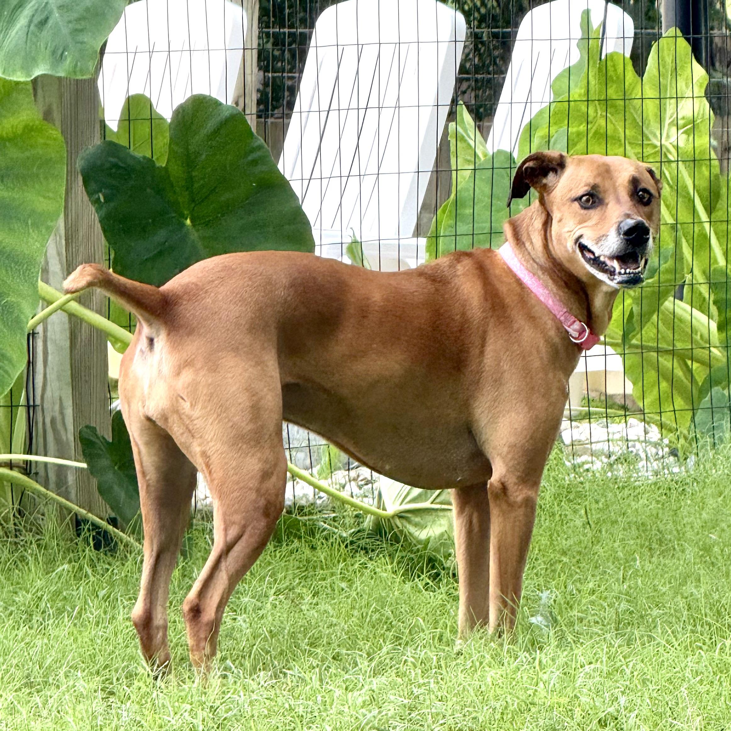 Enlarge Sol, a ADOPTABLE mixed breed in Broken Arrow, OK image 5/5