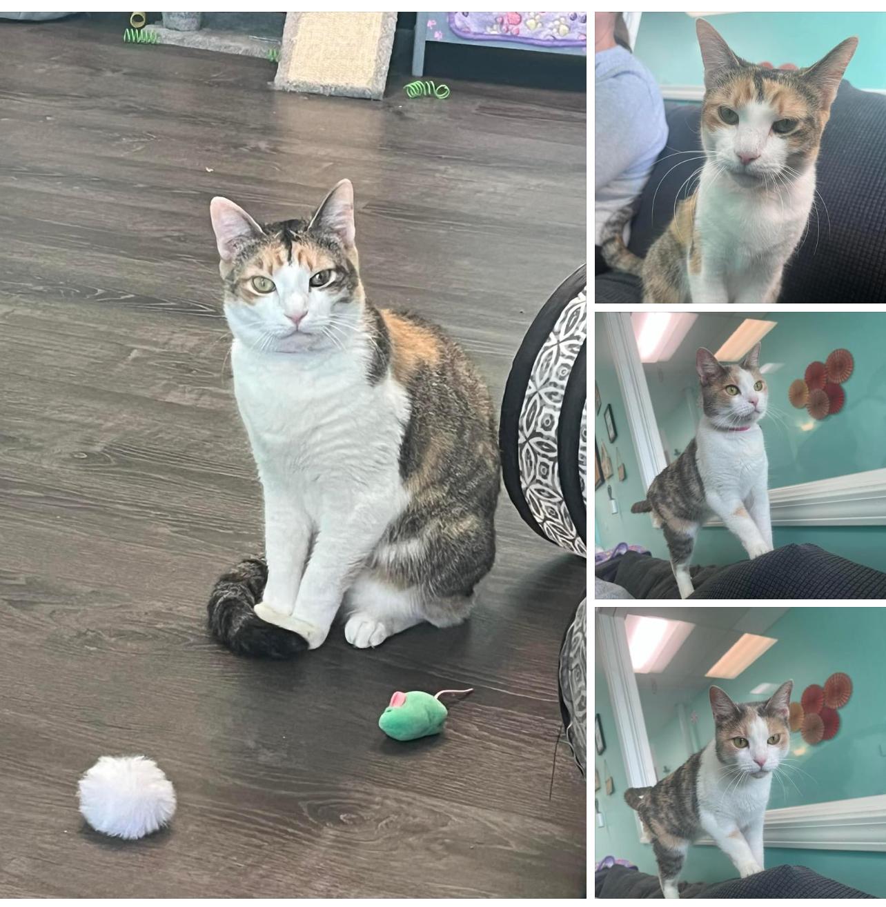 Cat for adoption - Samantha & Sabrina, a Domestic Short Hair in 