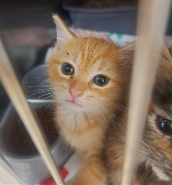CHARLOTTE BRONTE, Adoptable, Kitten Female Domestic Short Hair.
