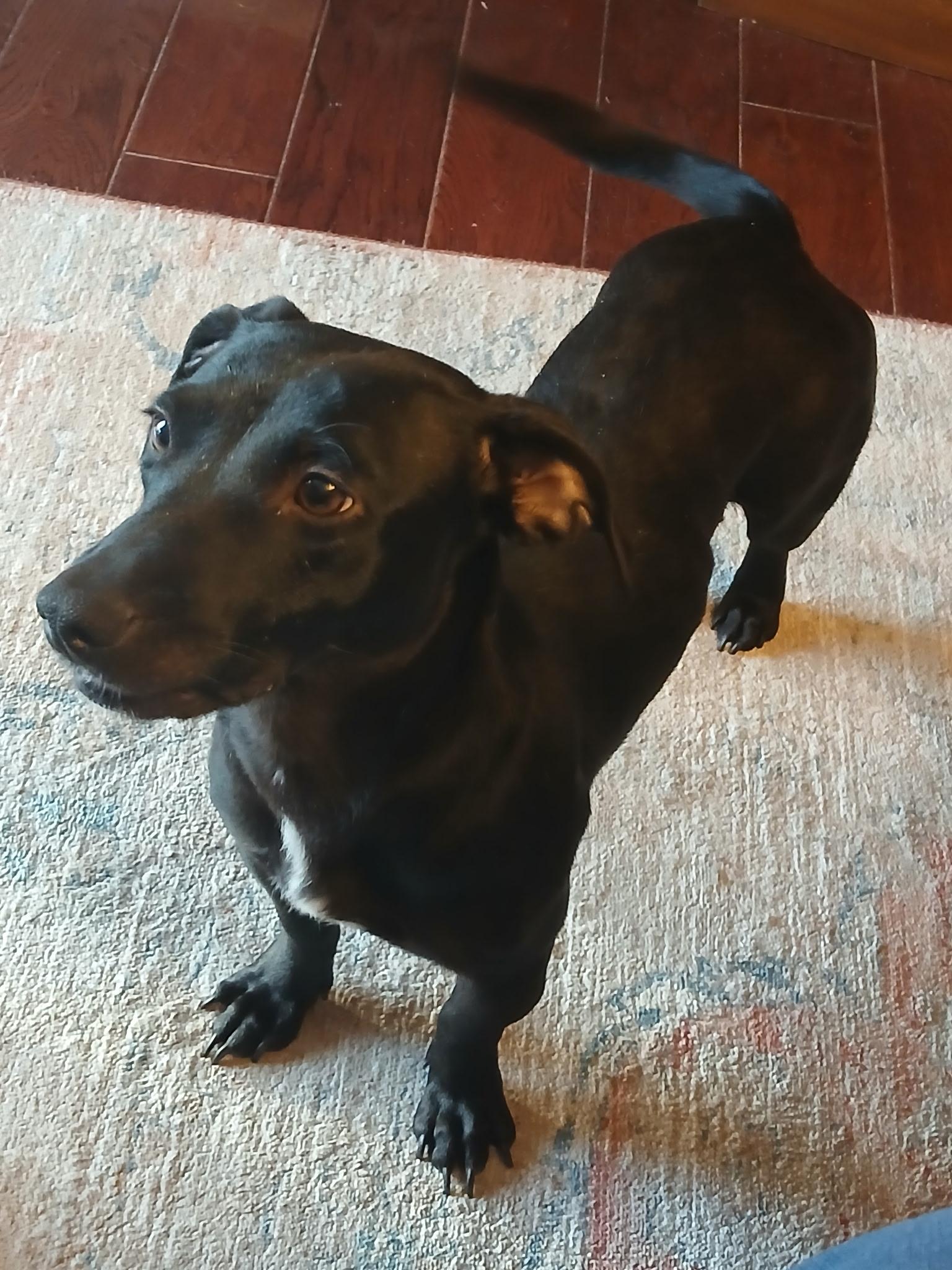 Enlarge Joy, a ADOPTABLE mixed breed in Carnegie, OK image 2/2