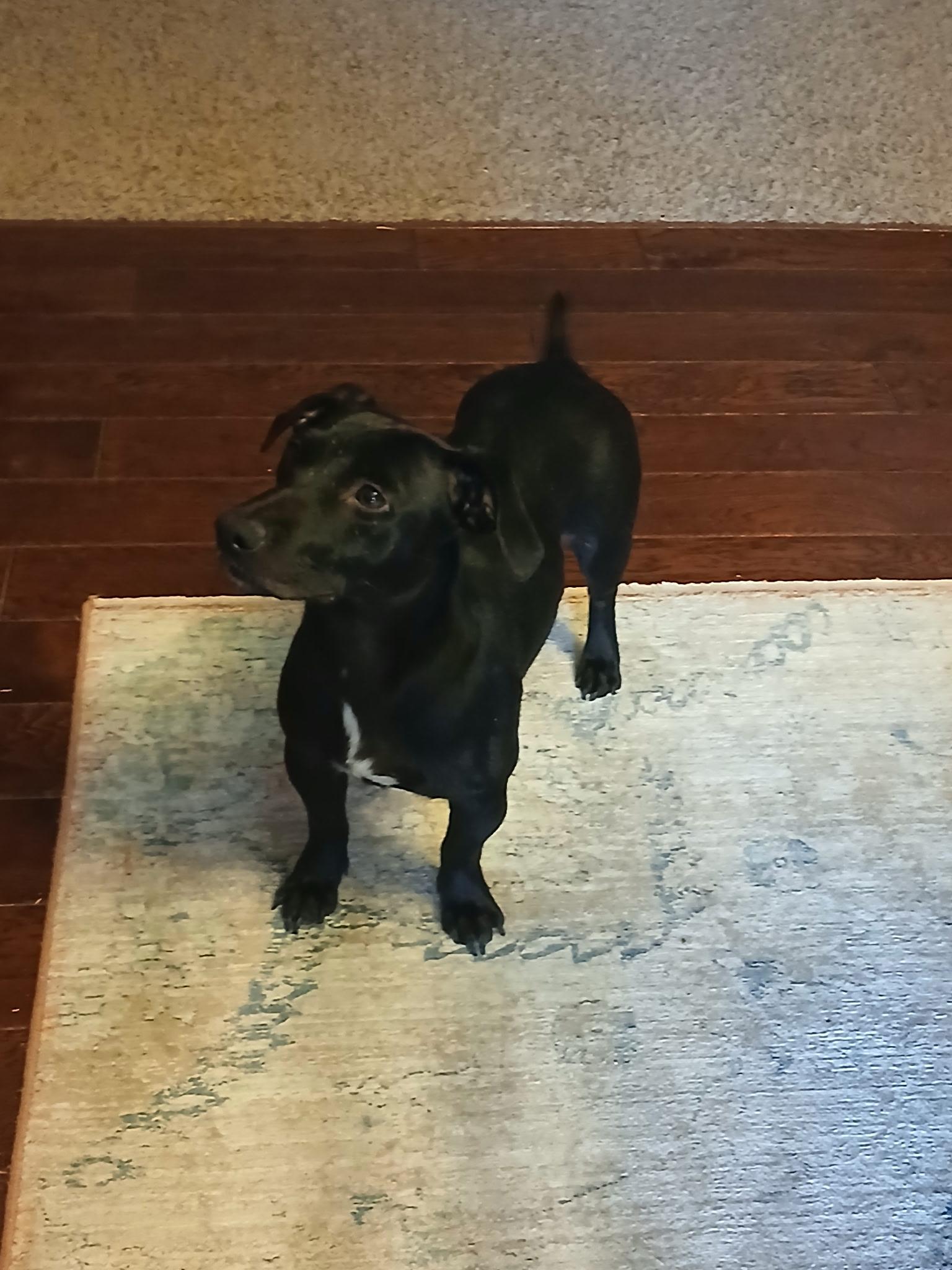 Joy, ADOPTABLE, Adult Female Dachshund.