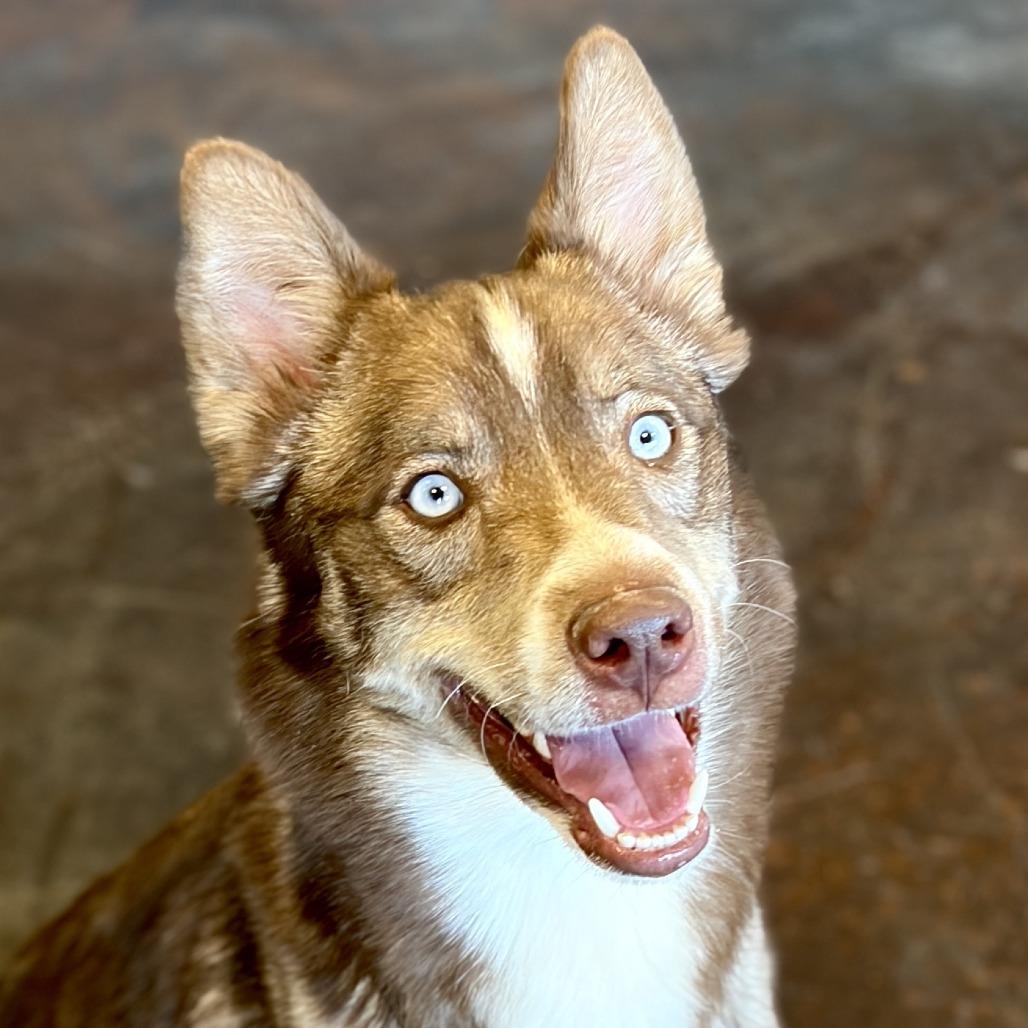 Enlarge Squeegee, a Adoptable Husky in Rifle, CO image 1/5